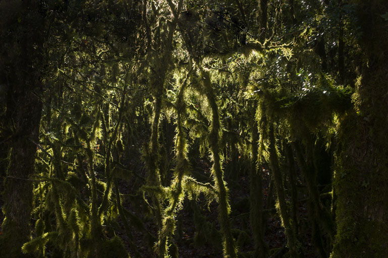 forêt de buis eric morin